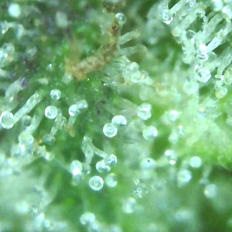 Nelly NL growlog timeline photo