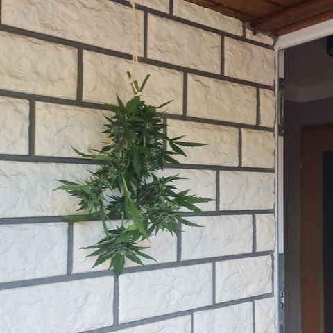 Nelly NL growlog timeline photo