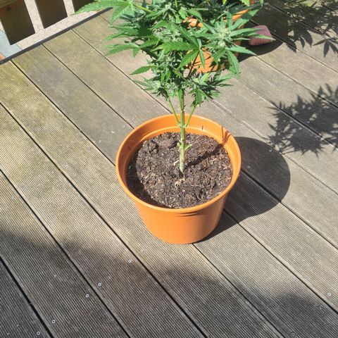 Nelly NL growlog timeline photo
