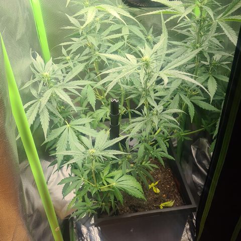 Tina Trainwreck  growlog timeline photo