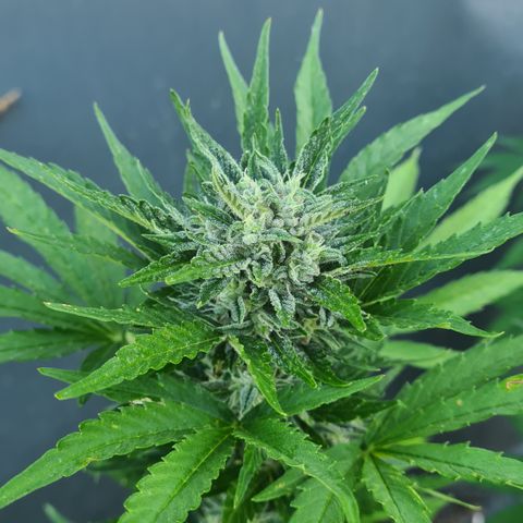 Olivia  growlog timeline photo