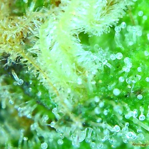Nelly NL growlog timeline photo