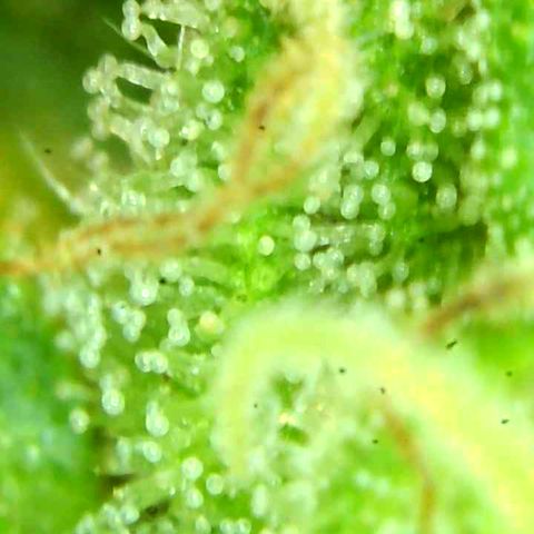 Olivia  growlog timeline photo