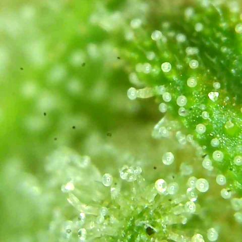 Olivia  growlog timeline photo