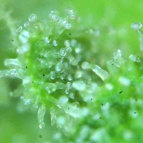Olivia  growlog timeline photo