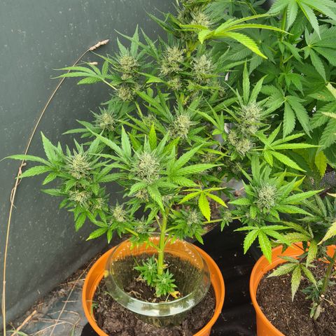 Olivia  growlog timeline photo
