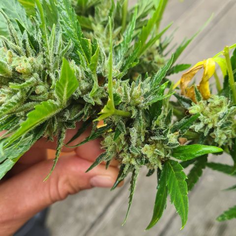 Olivia  growlog photo: Alle Äste Blätter und buds die betroffen sind abgeschnitten.