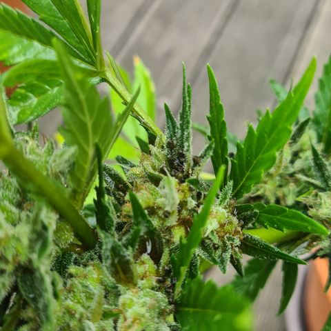 Olivia  growlog photo: Alle Äste Blätter und buds die betroffen sind abgeschnitten.