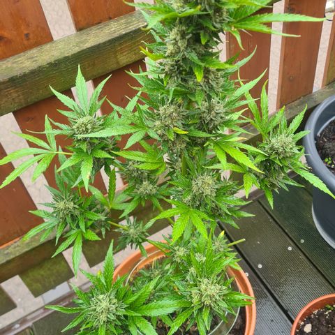 Olivia  growlog timeline photo