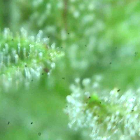 Olivia  growlog timeline photo