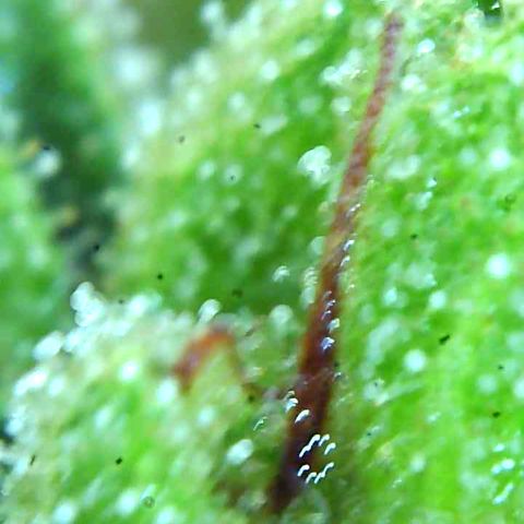 Olivia  growlog timeline photo