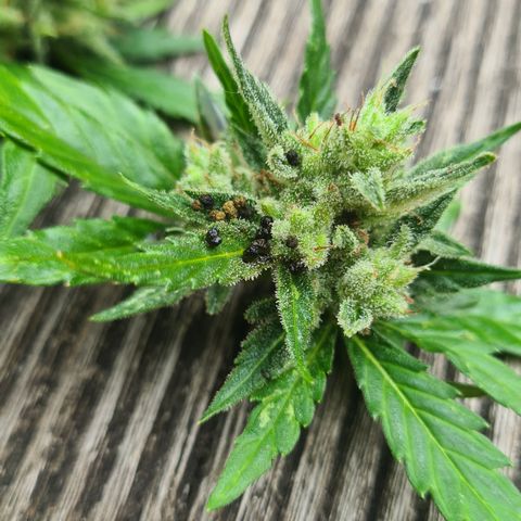 Olivia  growlog photo: Alle Äste Blätter und buds die betroffen sind abgeschnitten.