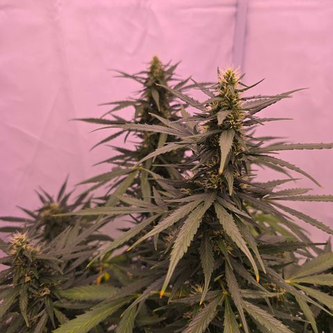 Tina Trainwreck  growlog timeline photo