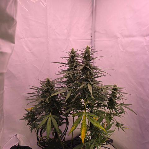 Tina Trainwreck  growlog timeline photo