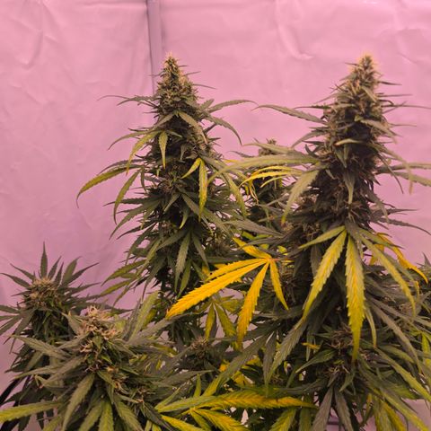Tina Trainwreck  growlog timeline photo