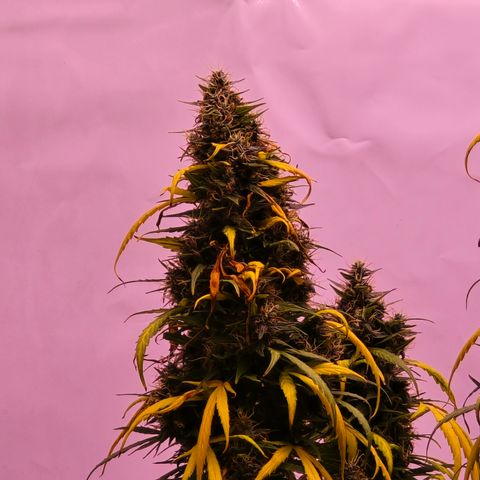 Tina Trainwreck  growlog timeline photo