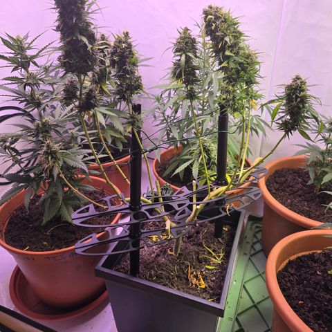 Tina Trainwreck  growlog photo: Hauptbuds geerntet