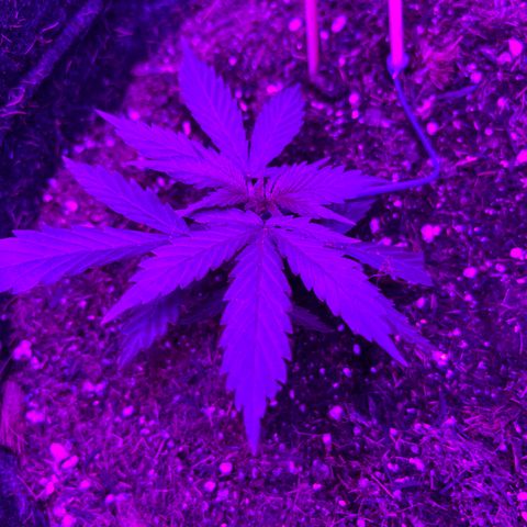 Genética desconhecida growlog timeline photo