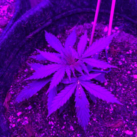 Genética desconhecida growlog timeline photo