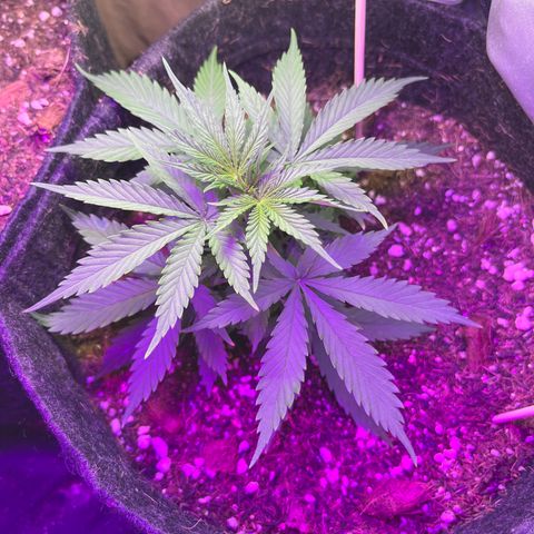 Genética desconhecida growlog timeline photo