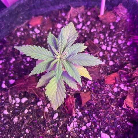 Genética desconhecida growlog timeline photo