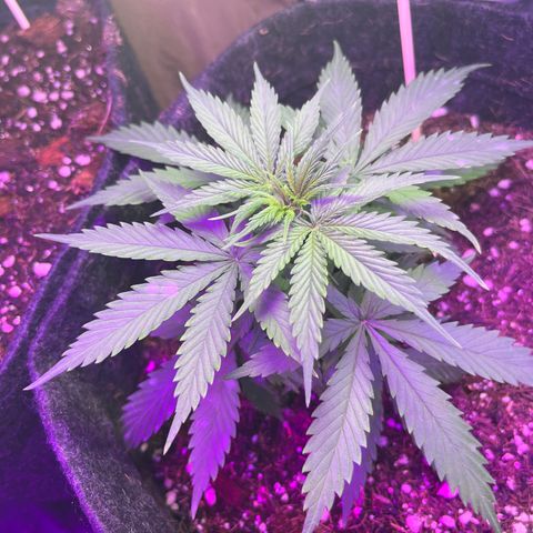 Genética desconhecida growlog timeline photo