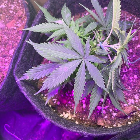 Genética desconhecida growlog timeline photo