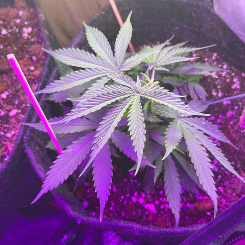 Genética desconhecida growlog timeline photo