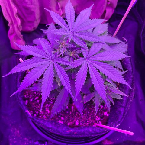 Genética desconhecida growlog timeline photo