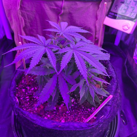 Genética desconhecida growlog timeline photo