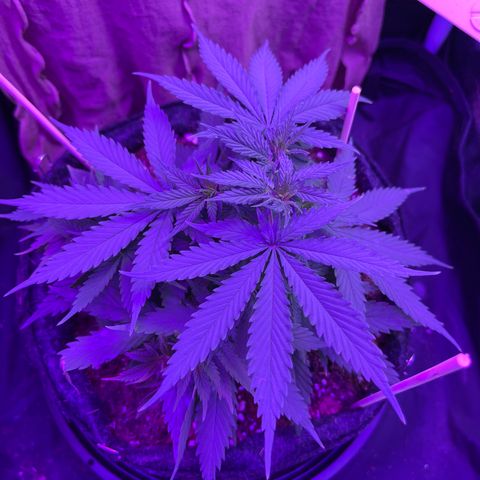 Genética desconhecida growlog timeline photo