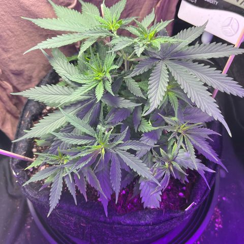 Genética desconhecida growlog timeline photo