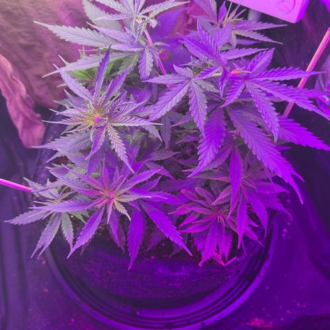 Genética desconhecida growlog timeline photo