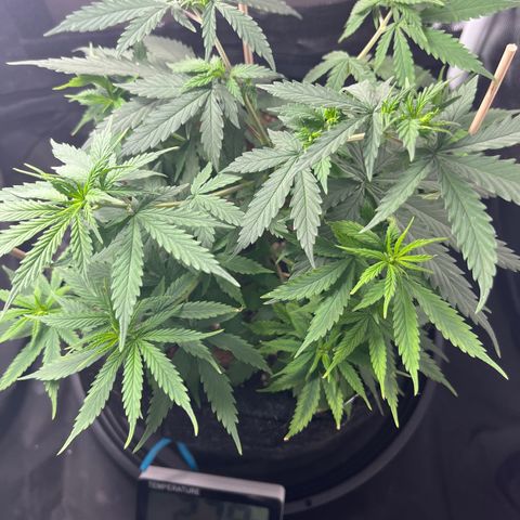 Genética desconhecida growlog timeline photo