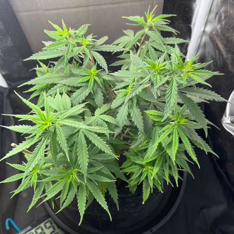 Genética desconhecida growlog timeline photo