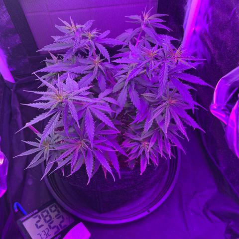 Genética desconhecida growlog timeline photo