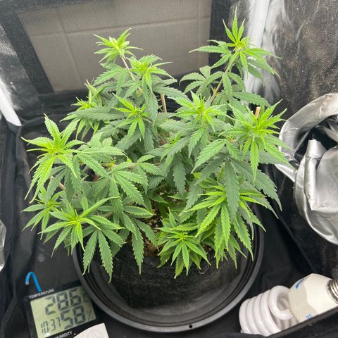 Genética desconhecida growlog timeline photo