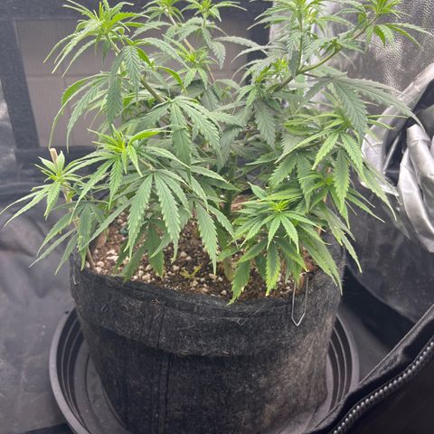 Genética desconhecida growlog timeline photo