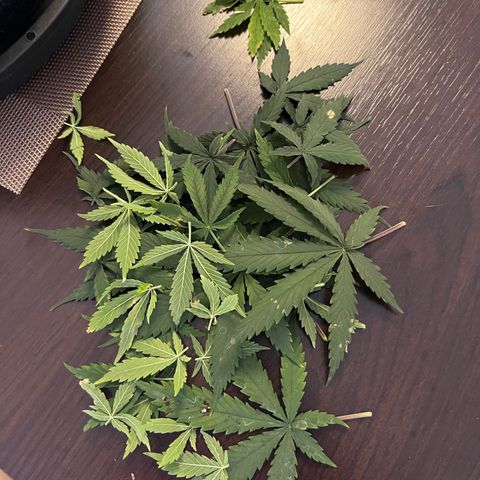 Genética desconhecida growlog timeline photo