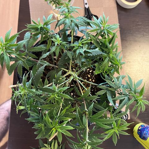 Genética desconhecida growlog timeline photo