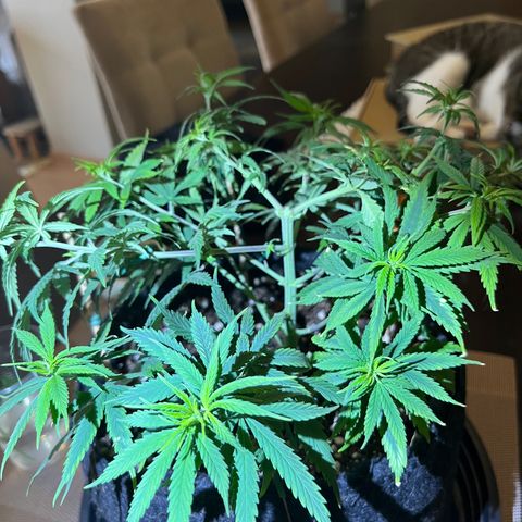 Genética desconhecida growlog timeline photo