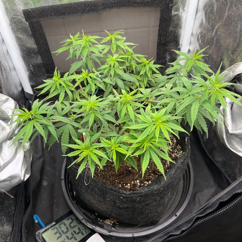 Genética desconhecida growlog timeline photo