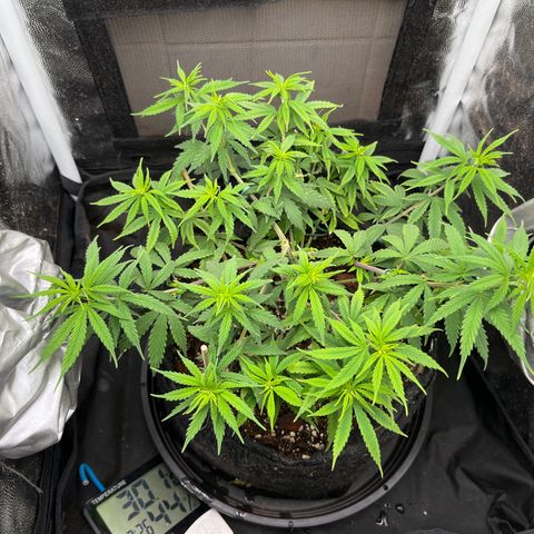 Genética desconhecida growlog timeline photo