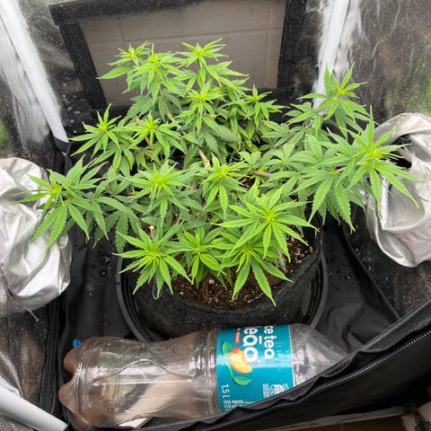 Genética desconhecida growlog timeline photo