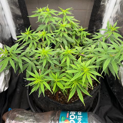 Genética desconhecida growlog timeline photo