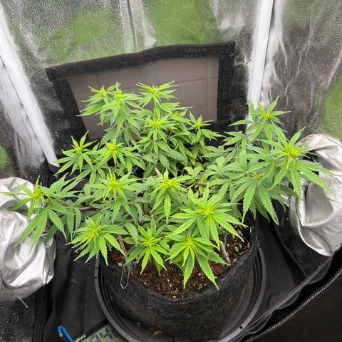 Genética desconhecida growlog timeline photo