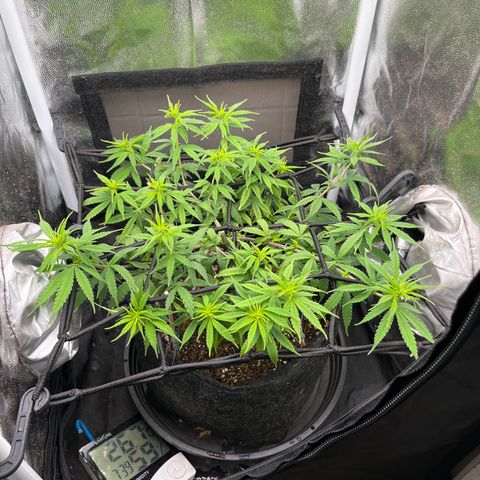 Genética desconhecida growlog timeline photo