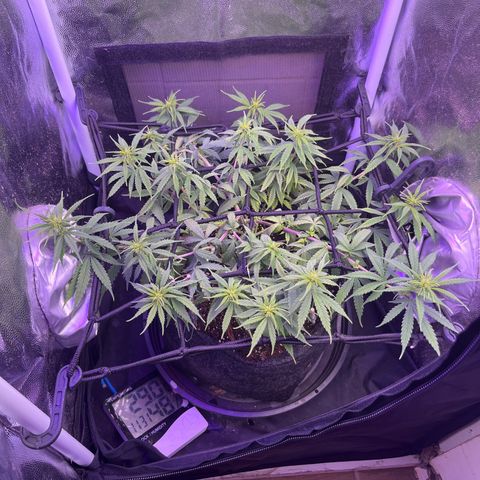 Genética desconhecida growlog timeline photo