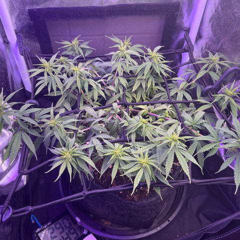Genética desconhecida growlog timeline photo