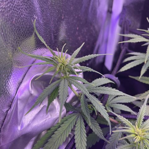Genética desconhecida growlog timeline photo